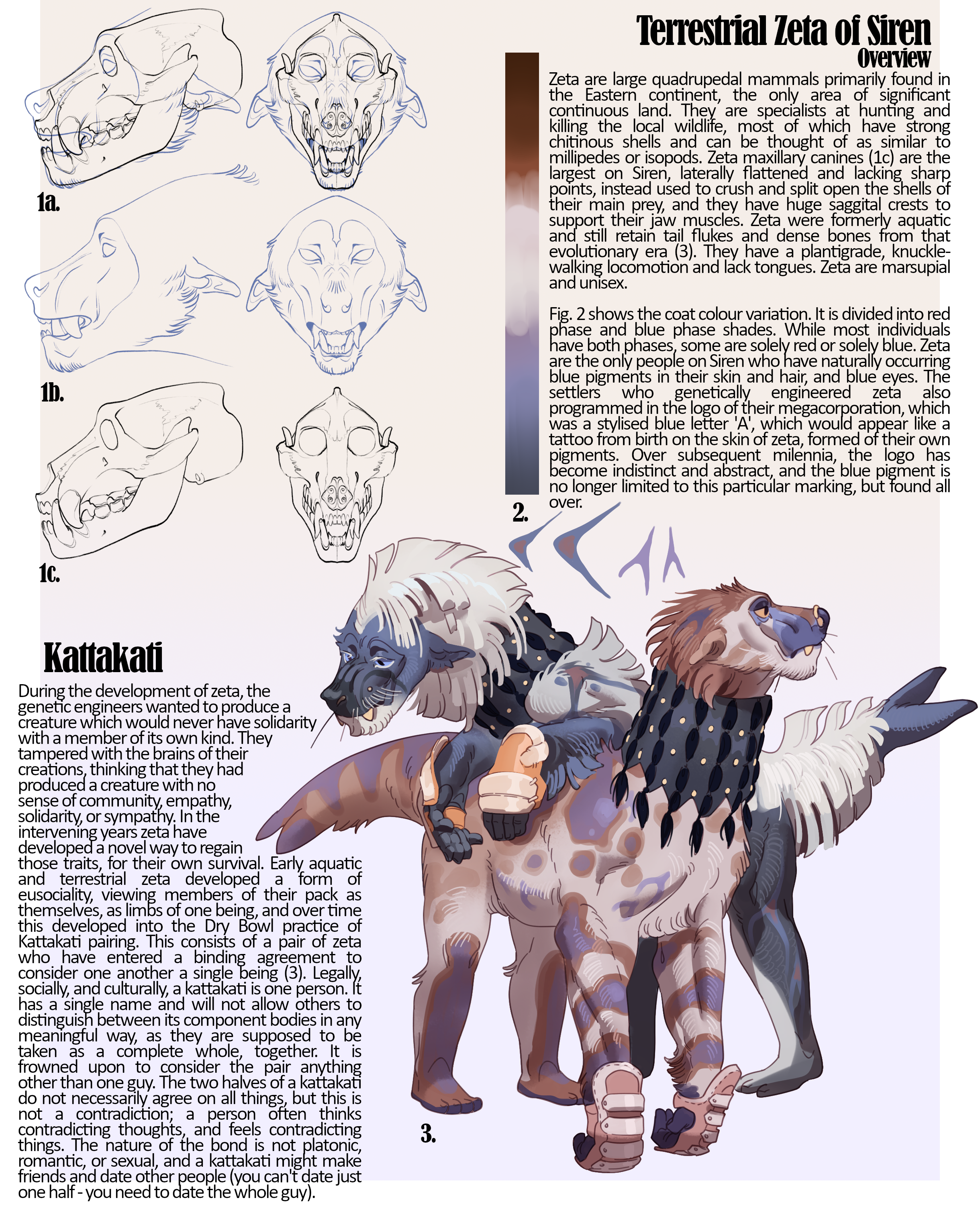 Figure 1 description: Front and side views of a zeta's face with the skull and external anatomy overlaid and separate. The skull is similar to a baboon's with massive broad fangs and a huge saggital crest on top for muscle attachment. Figure 2 description: a bar of colours ranging from dark brown, to reddish, to pale cream, to violet, to blue, to dark blue. Beneath it are several blue markings resembling a stylised 'A' or an arrow. Figure 3 description: a pair of zeta standing together. They are blue, brown, and cream in colour and wearing fancy black collars with dark tassels, and knuckle-guards to protect their feet. They have stocky muscular bodies and ape-like heads. One is propped up on their elbows over the back of the other, looking in a different direction.